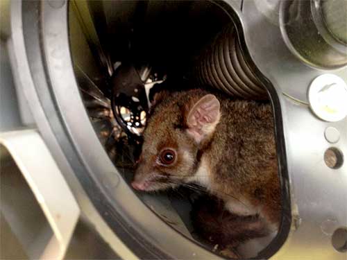 Possum nesting in a roller door